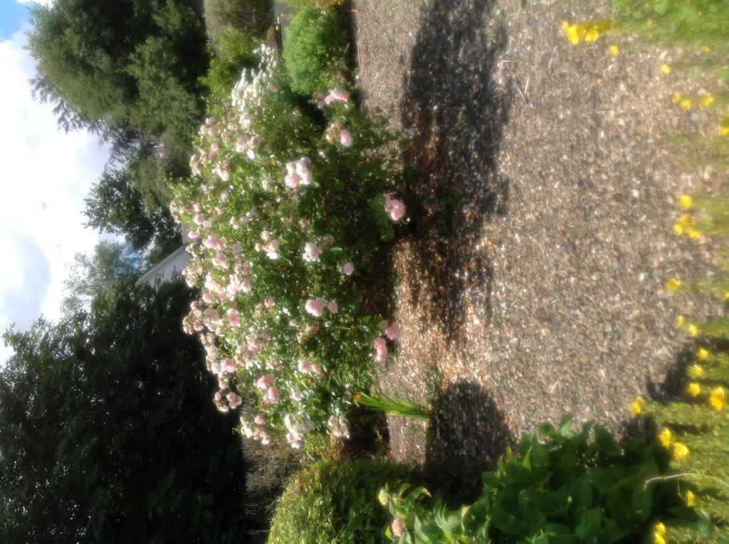 Innisfree B&B Bunratty Extérieur photo